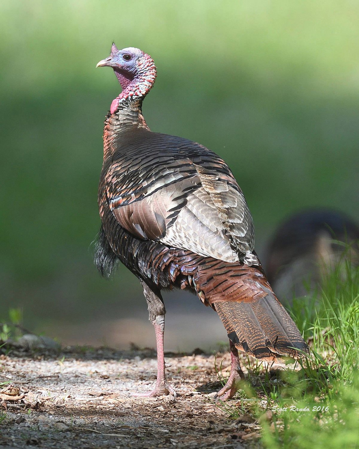 A male turkey, or “Tom,” is shown here. Like many species of birds, it is the more colorful sex of the species. The blue and red pigment on the head is more vivid, the breast and wing feathers show more iridescence, and longer “beard” feathers are present on the breast. You can see the beard of this male off the left side of the breast.